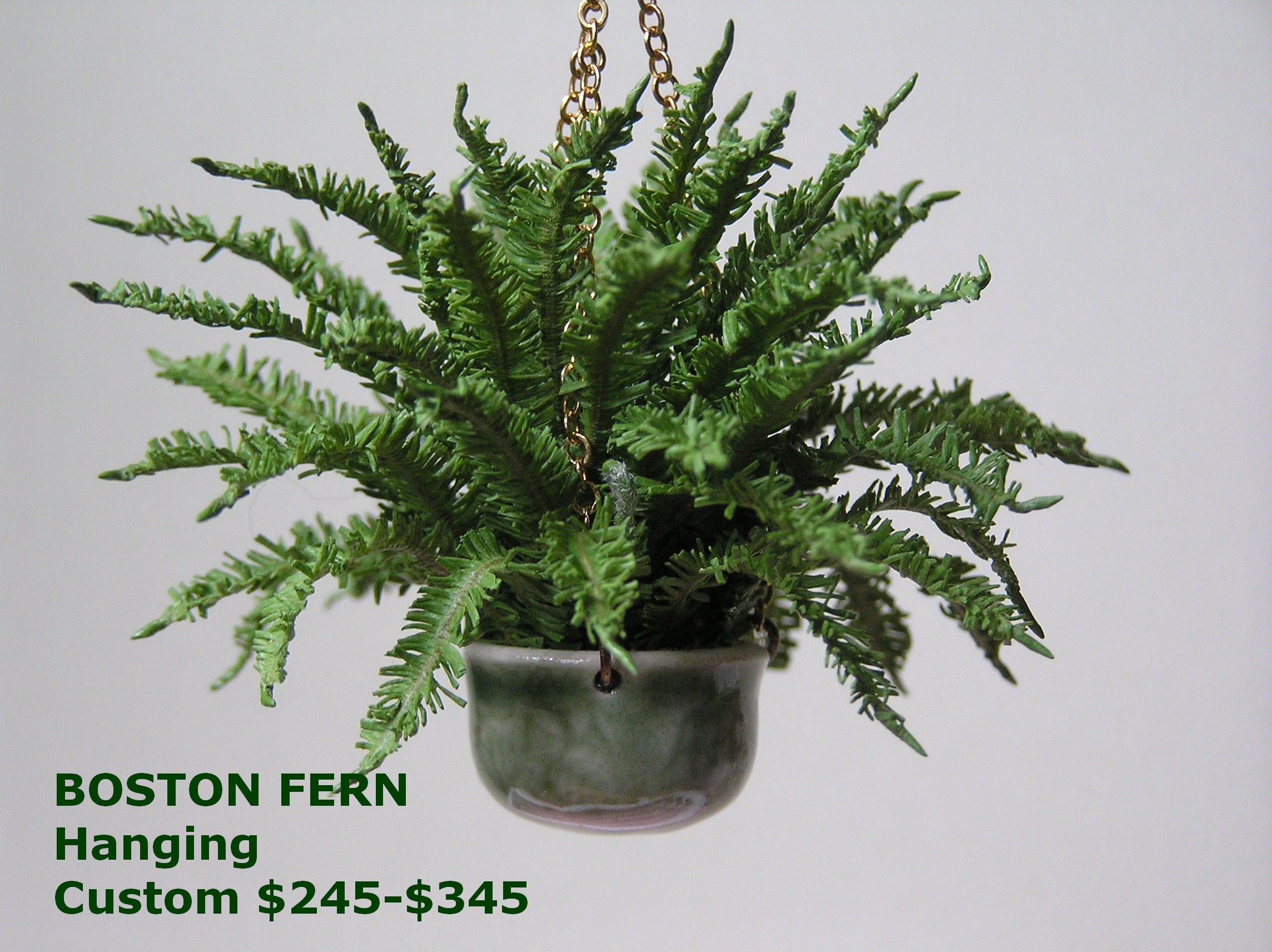 Boston Fern