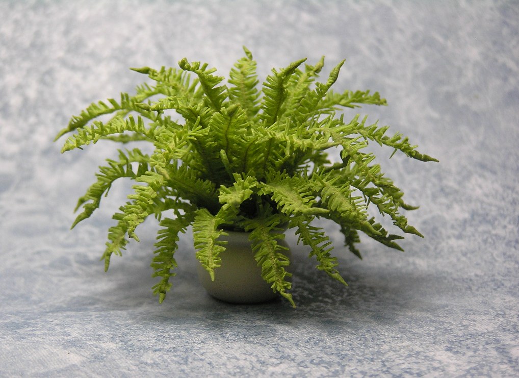 Boston Fern regular cropped 2