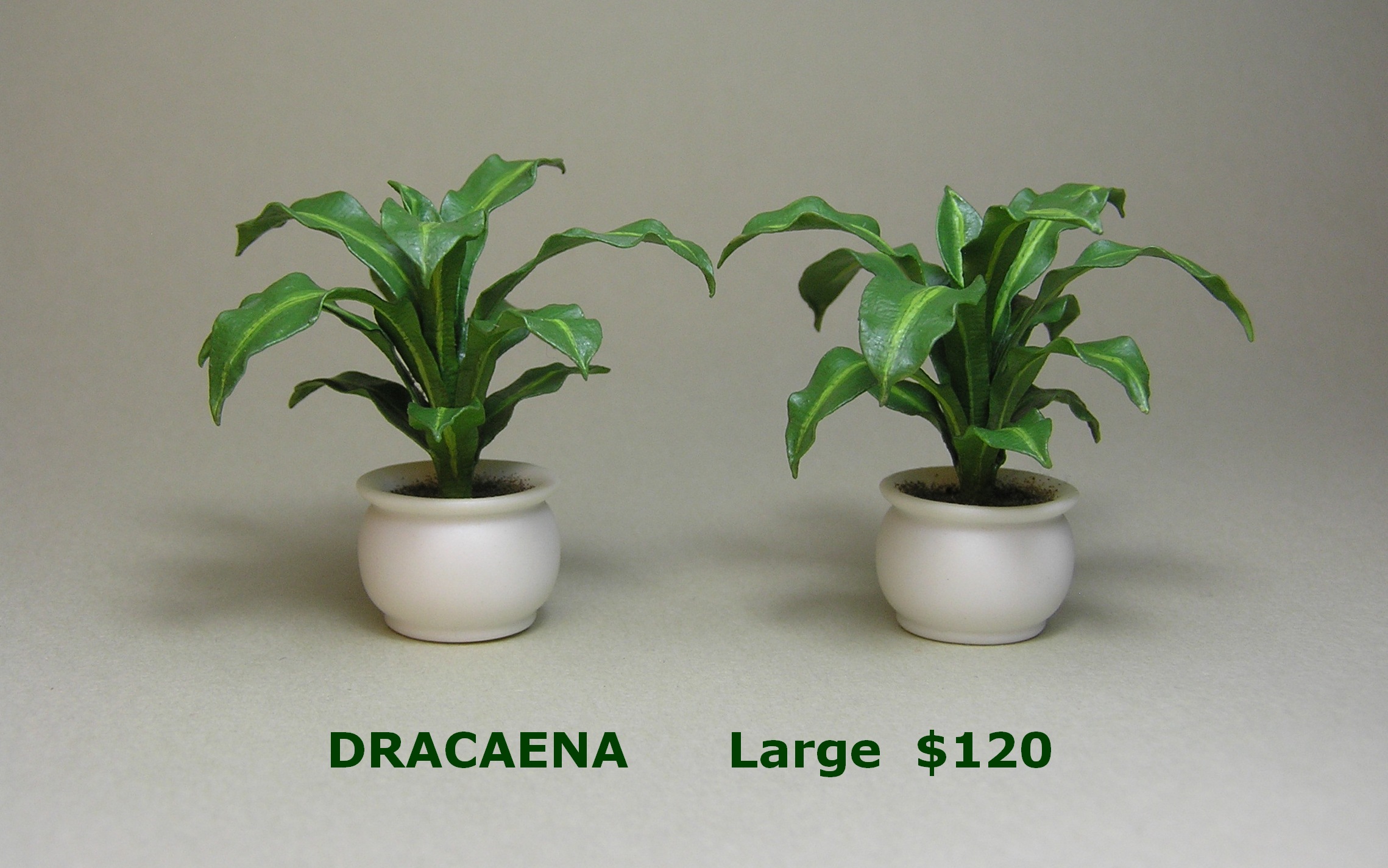Dracaena large