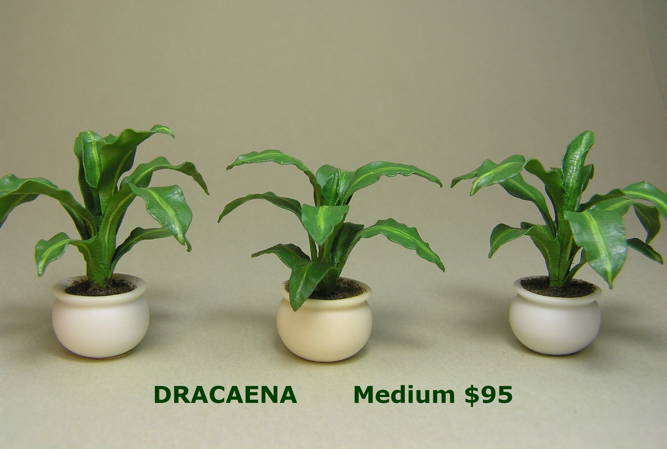 Dracaena medium