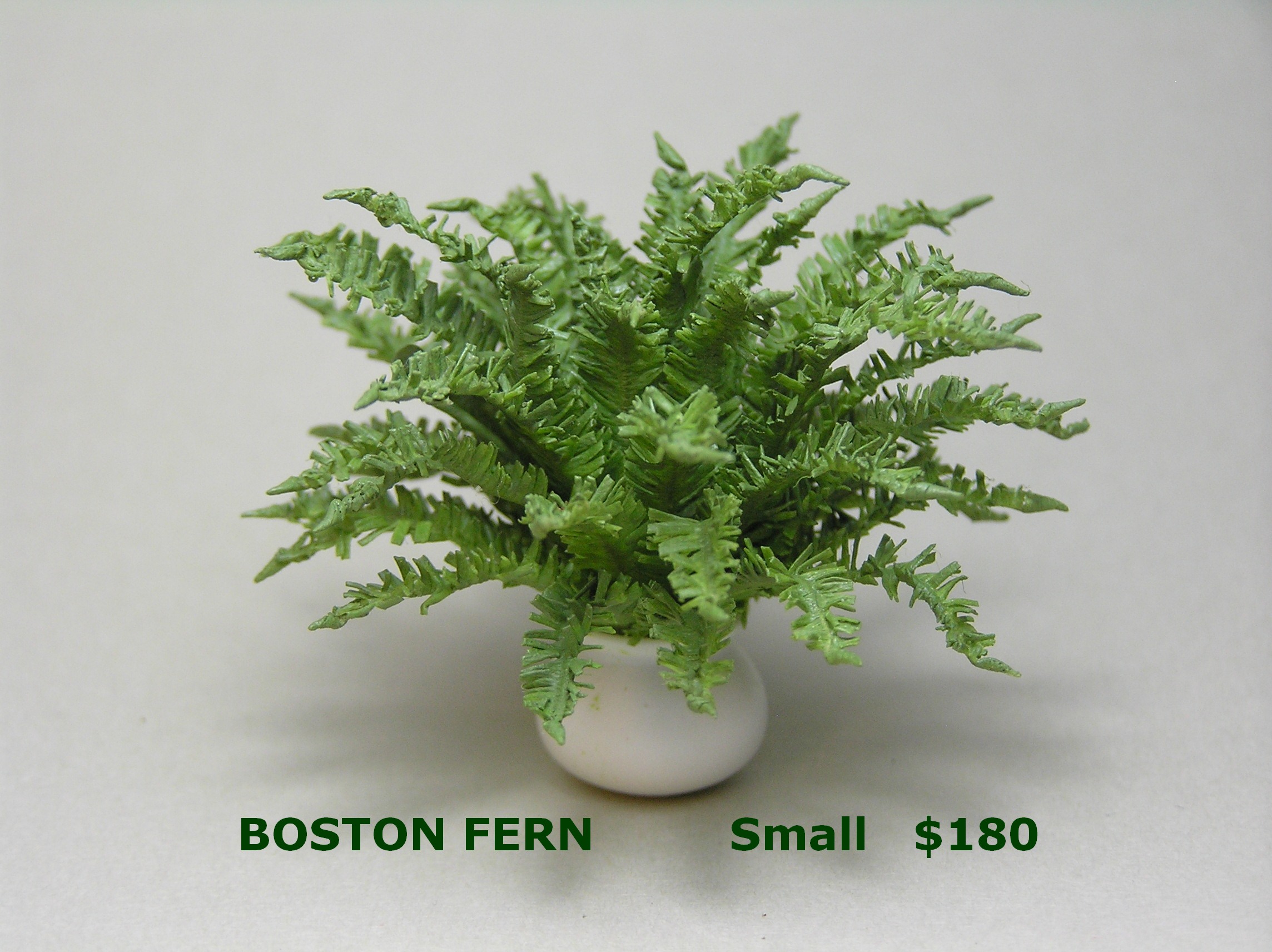 Boston Fern Medium