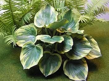 Hosta Earth Angel