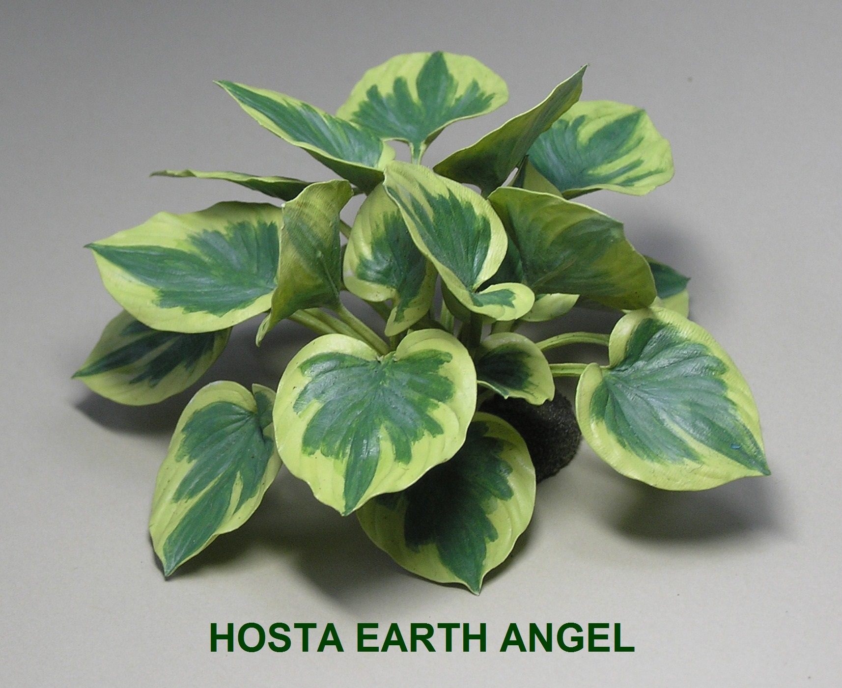 Hosta Earth Angel