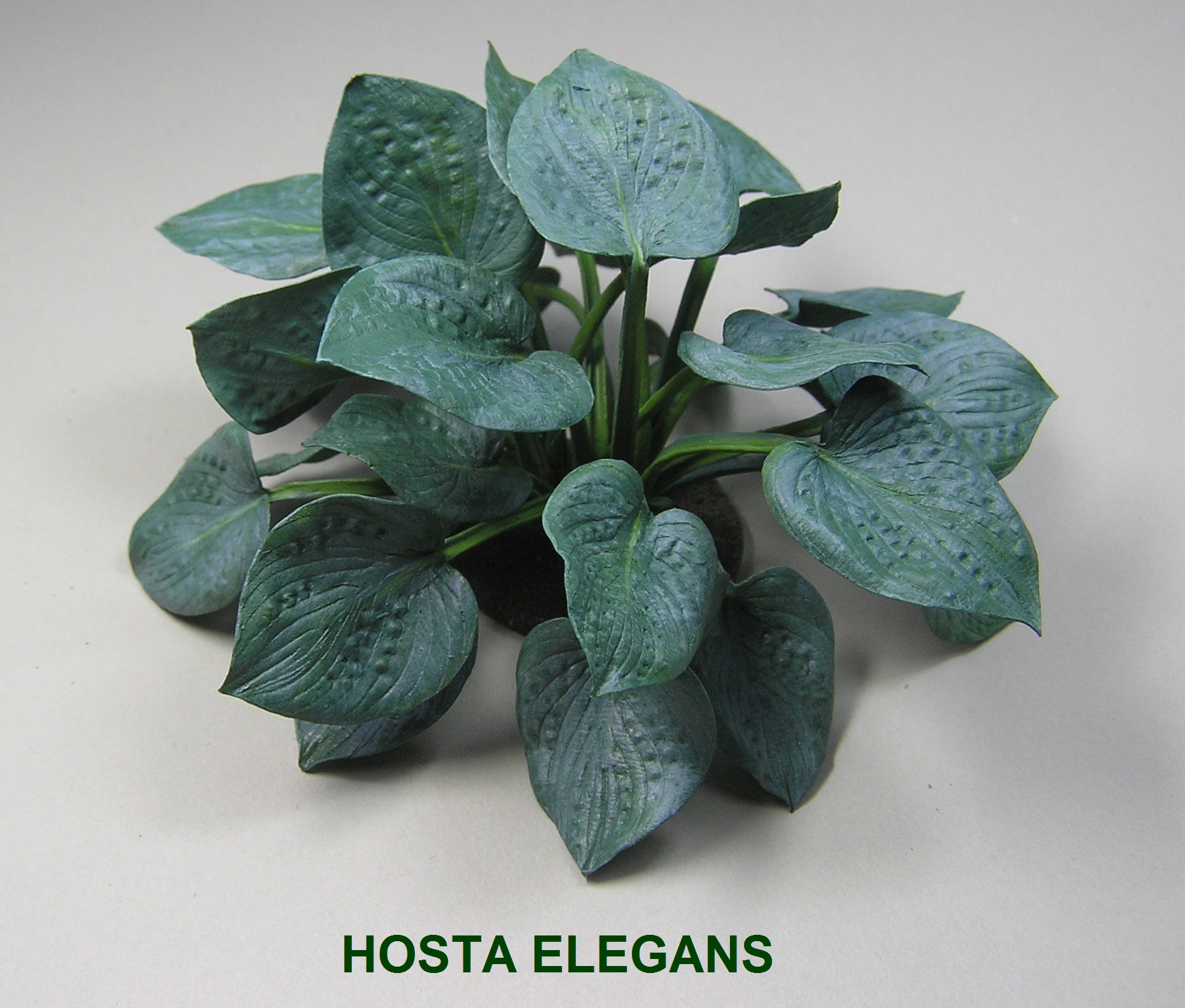 Hosta Elegans