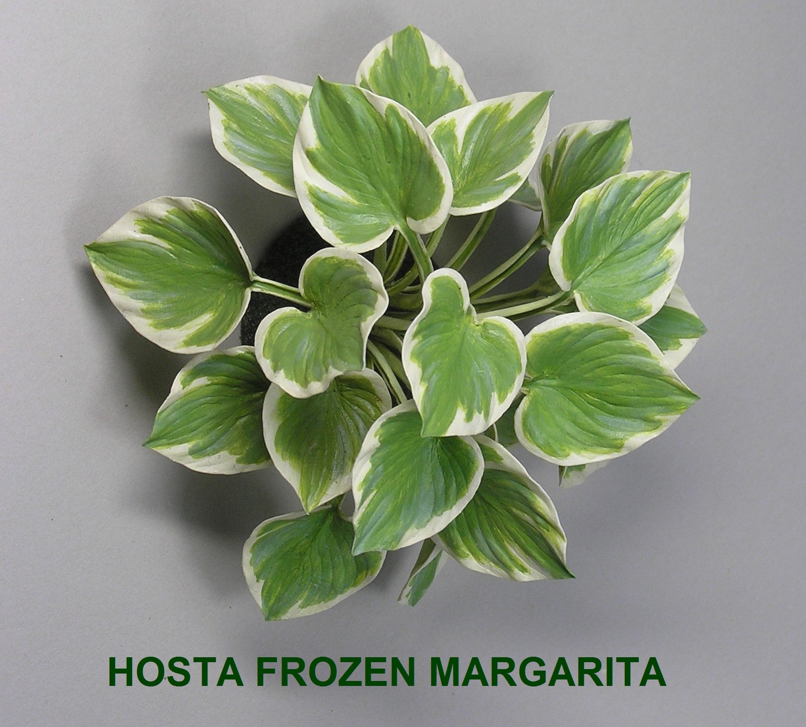 Hosta Frozen Margarita