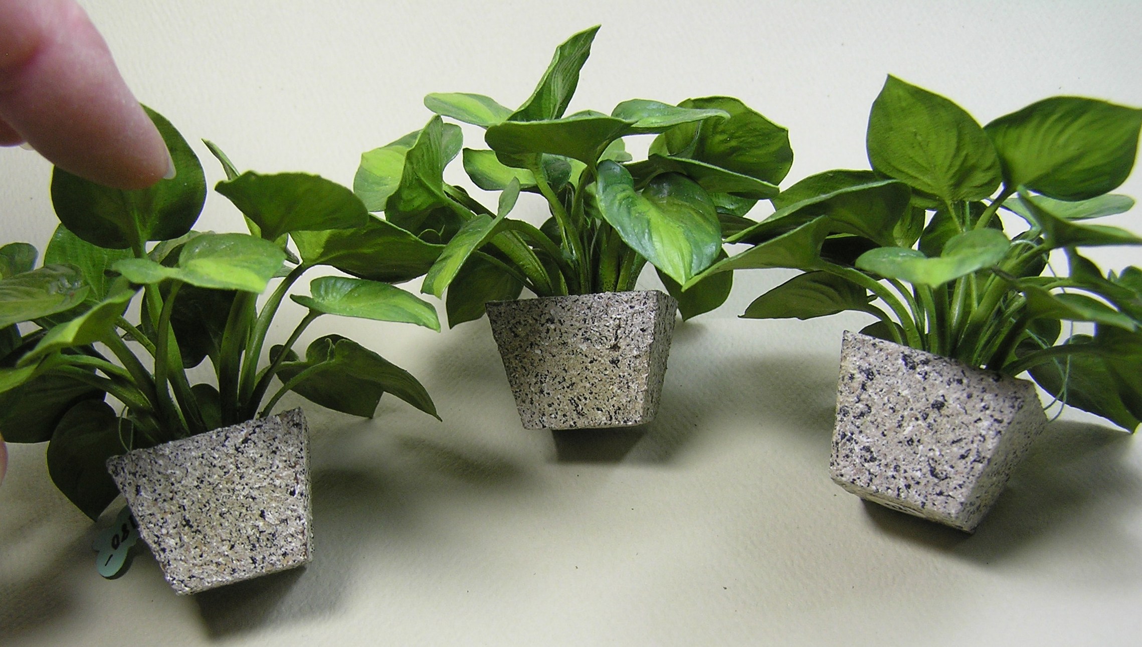 Hosta Guacamole in planter