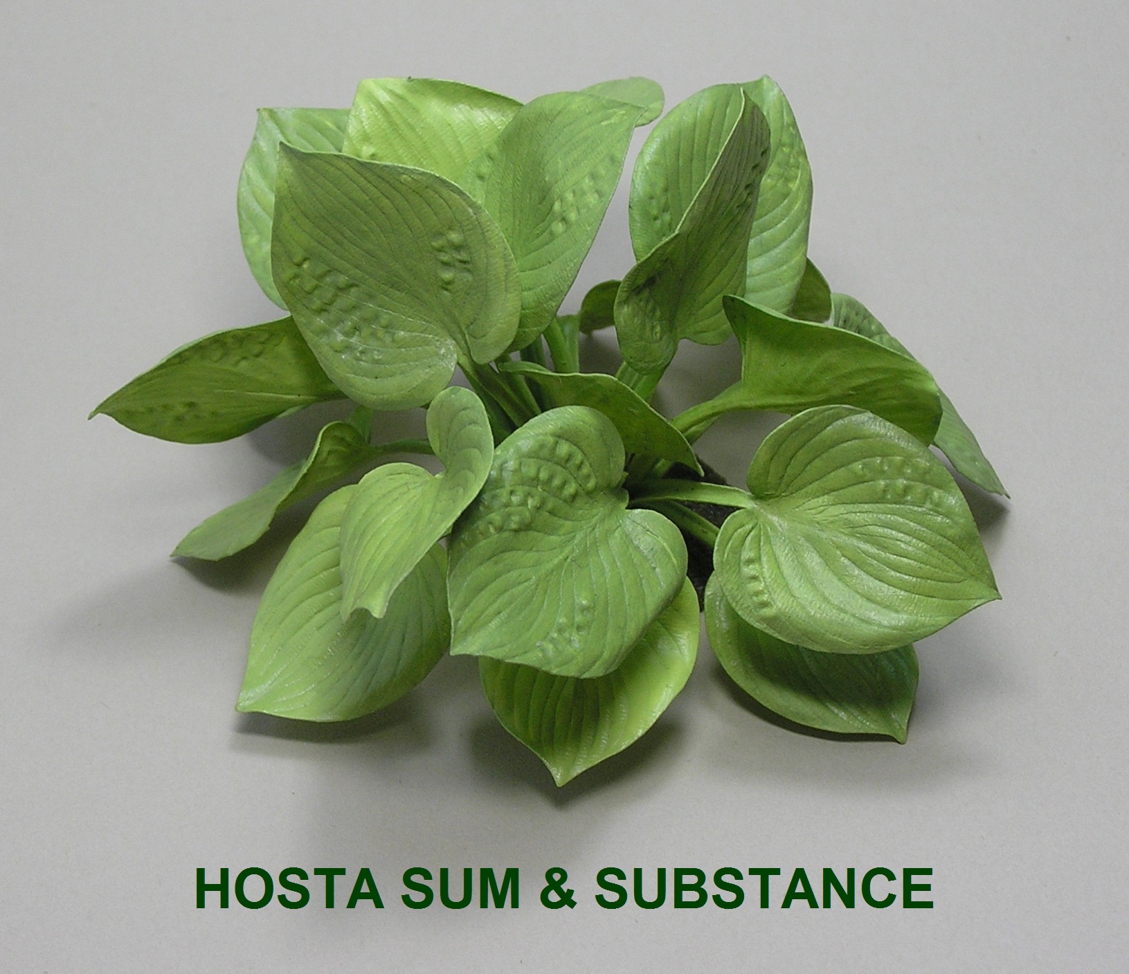 Hosta Sum & Substance