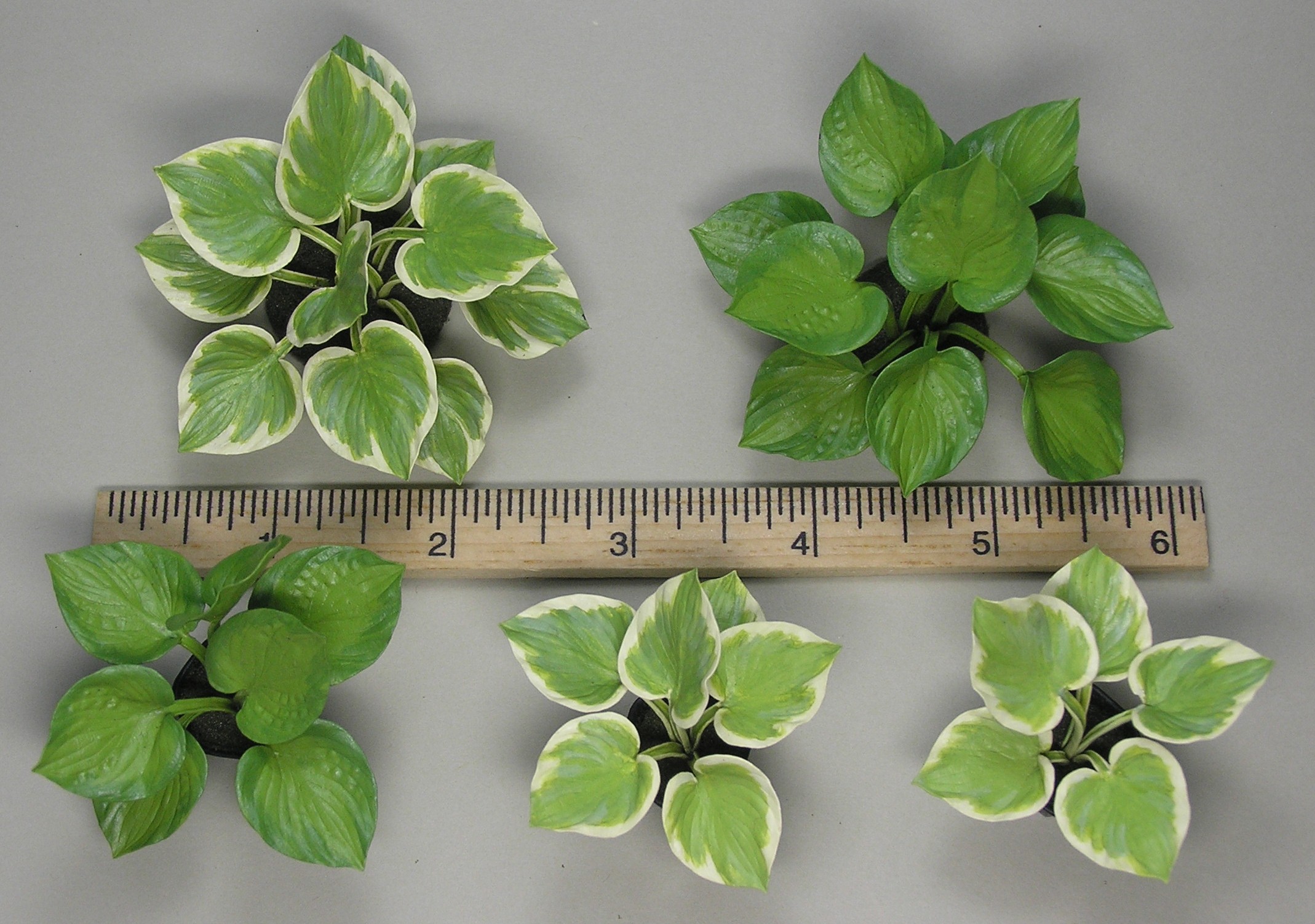 Hosta Smaller sizes cropped