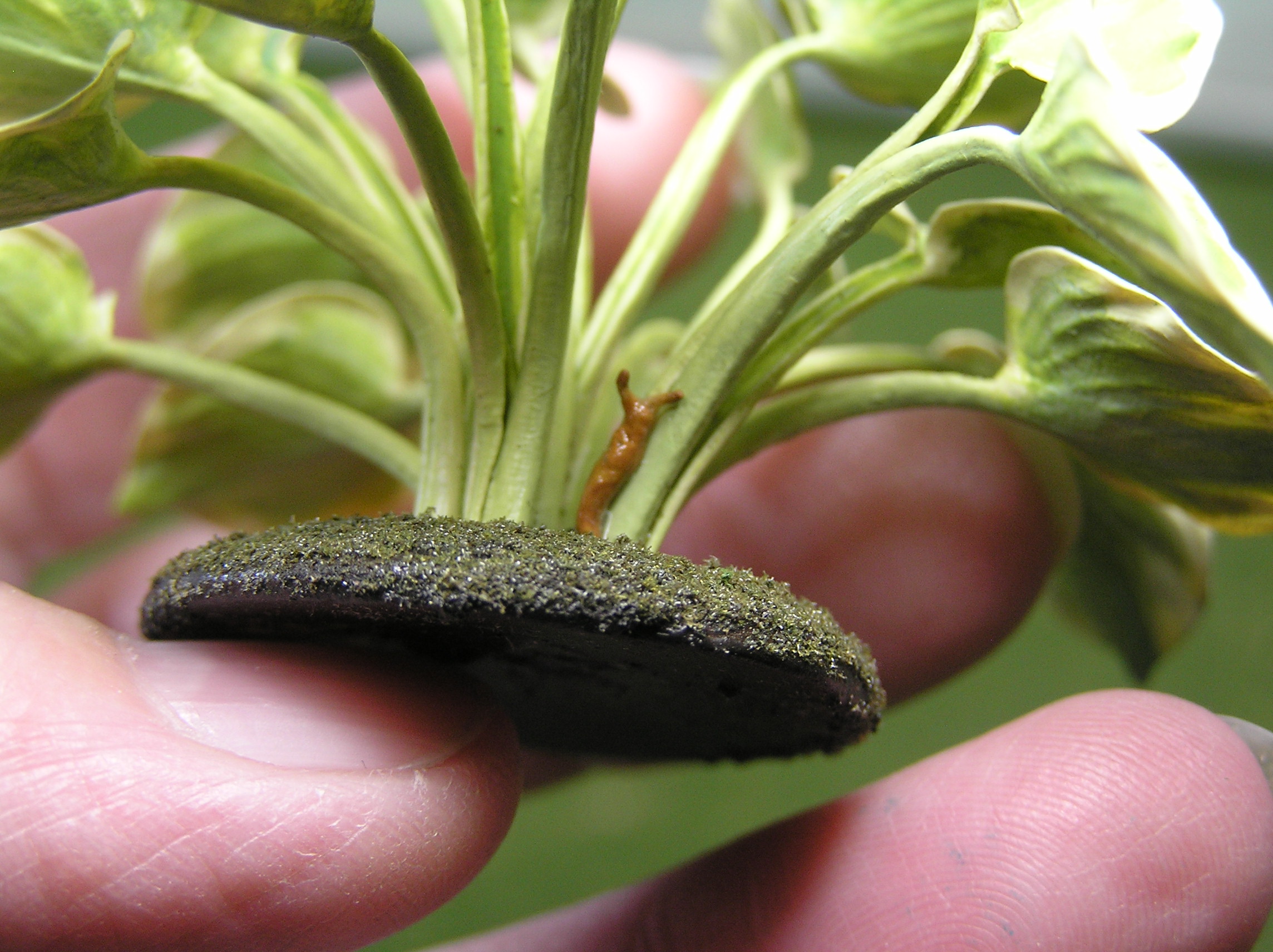 Hosta with crawling slug