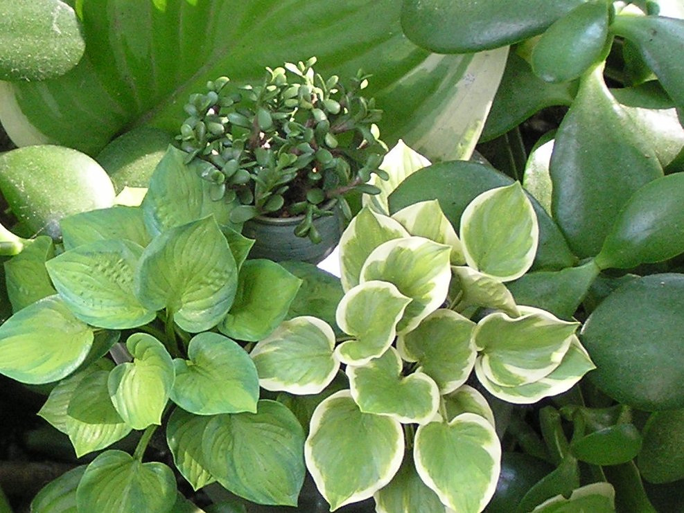 Hostas and Jade on live plants