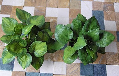 Hostas Guacamole