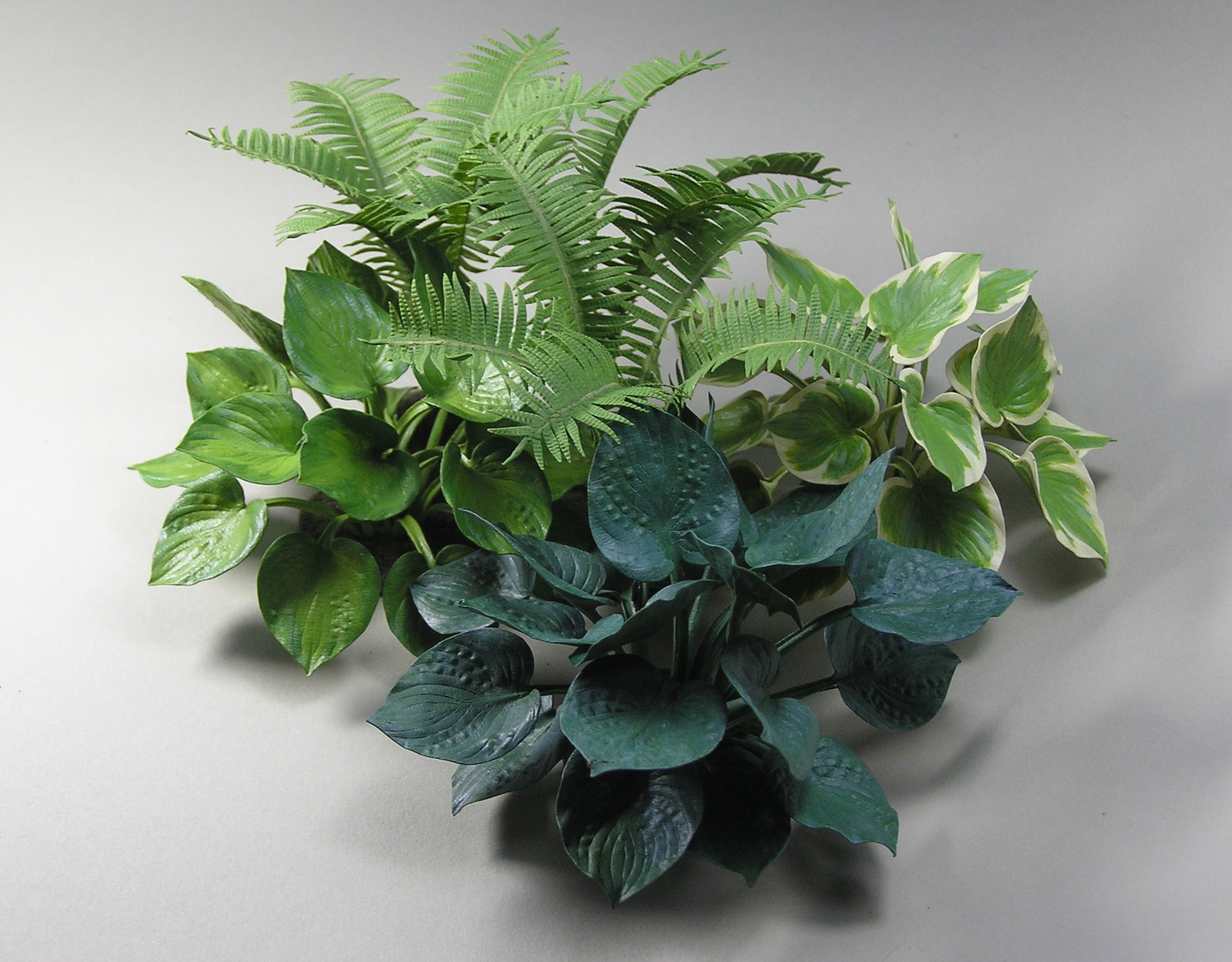 Hostas & Ostrich Fern