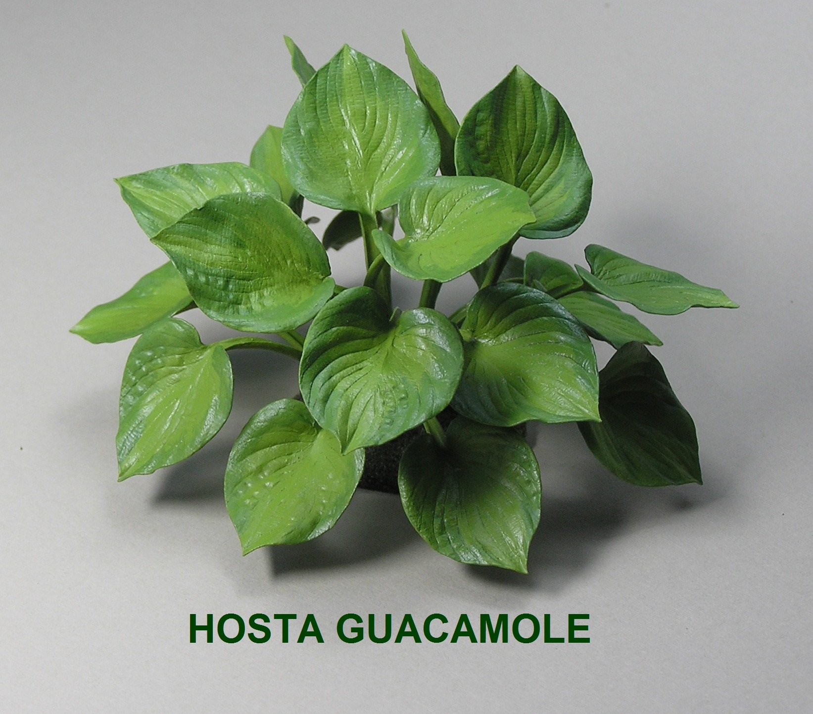 Hosta Guacamole