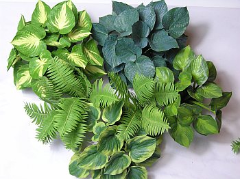 Hosta Group