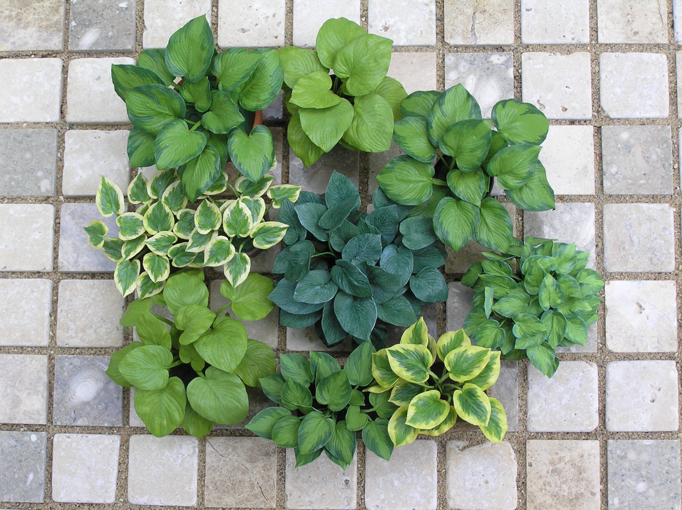 Hosta Group 1