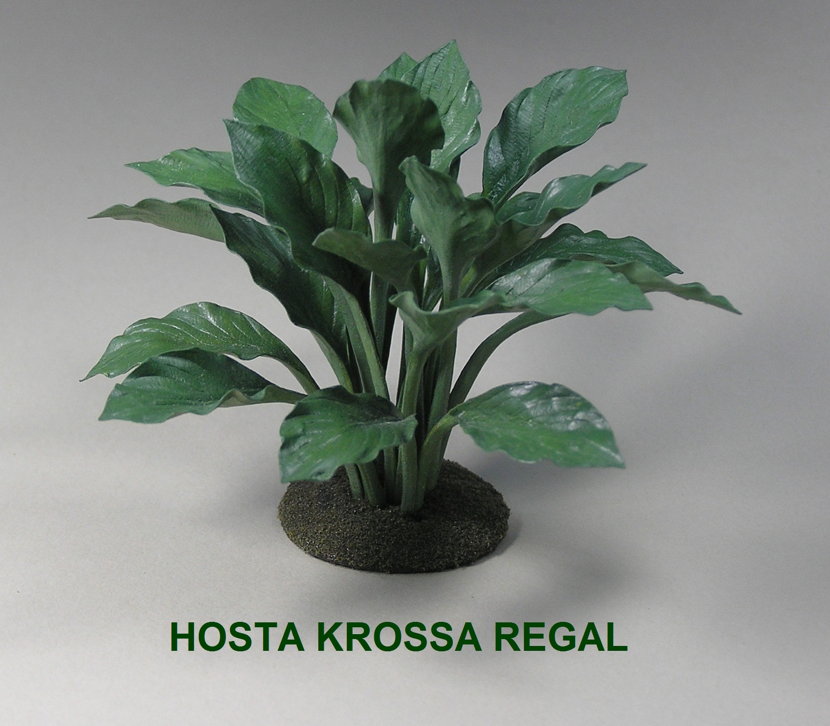 Hosta Elegans