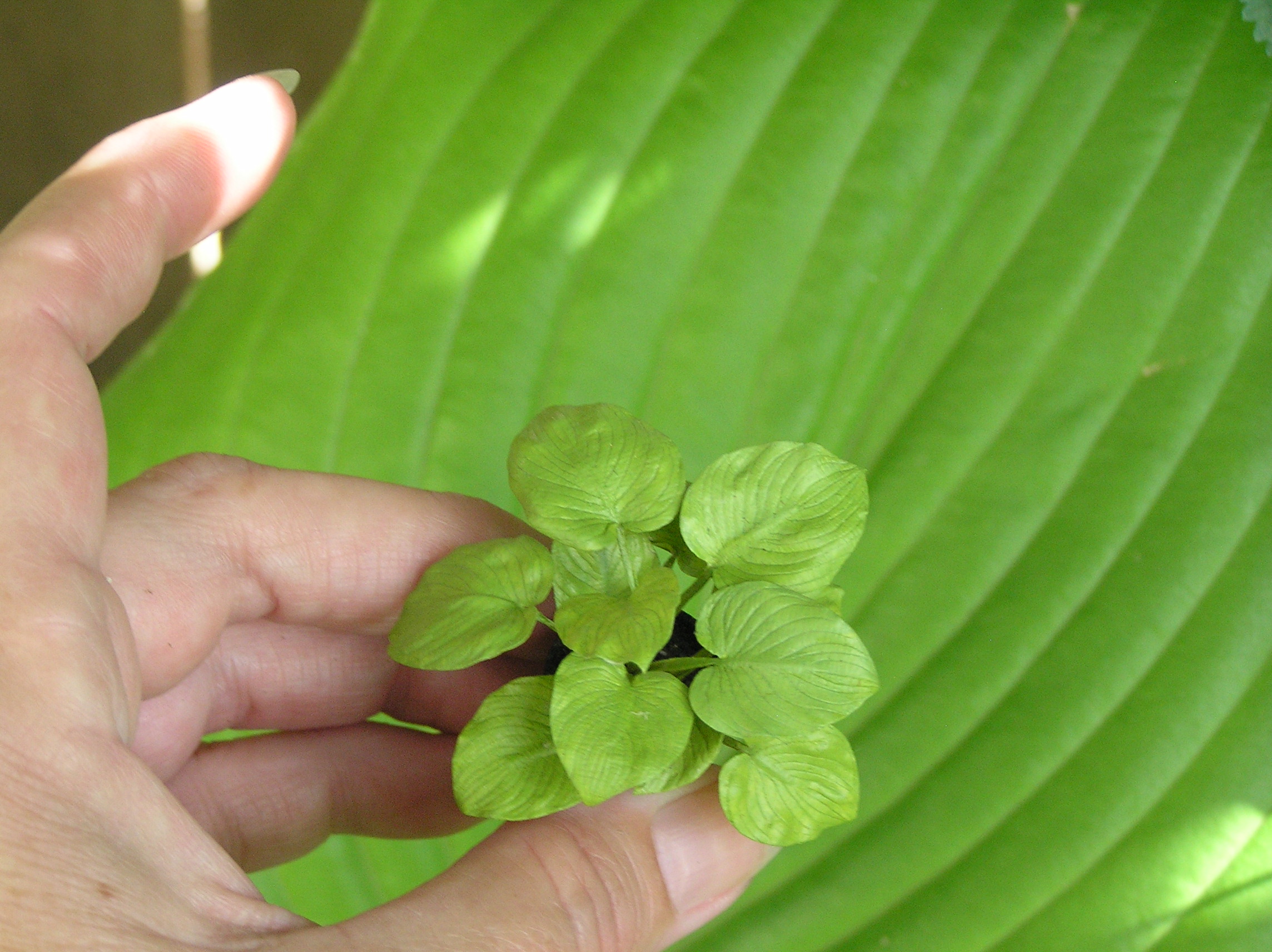 Hosta Sum & Substance with live plant