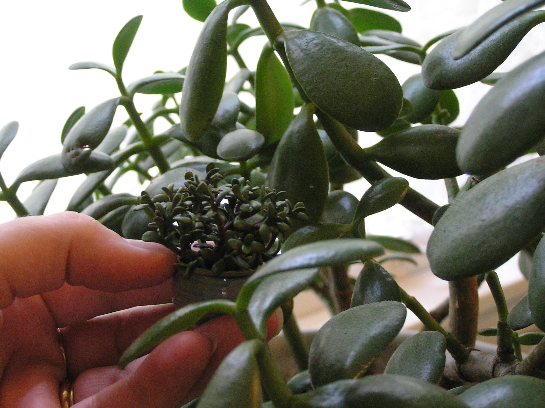 Jade on live plant