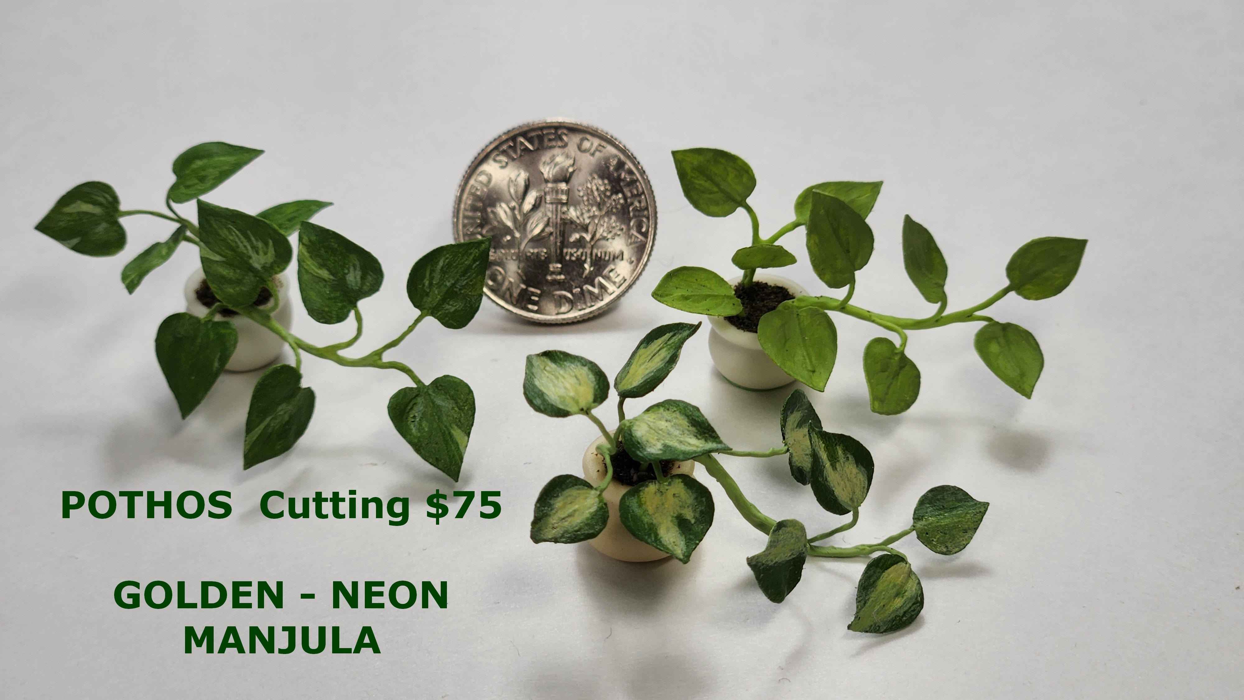Pothis Cutting Selection