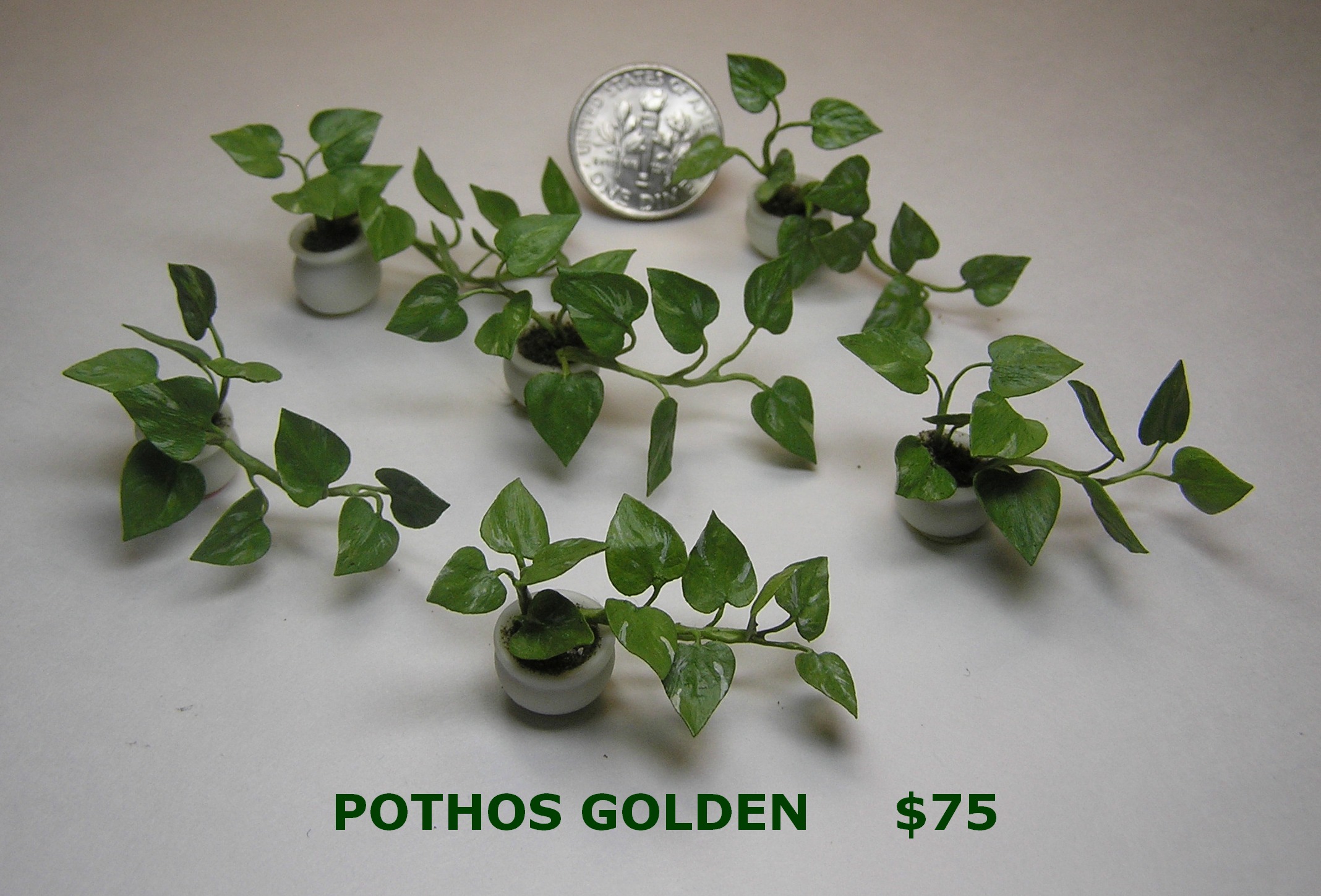 Pothos Golden Cutting