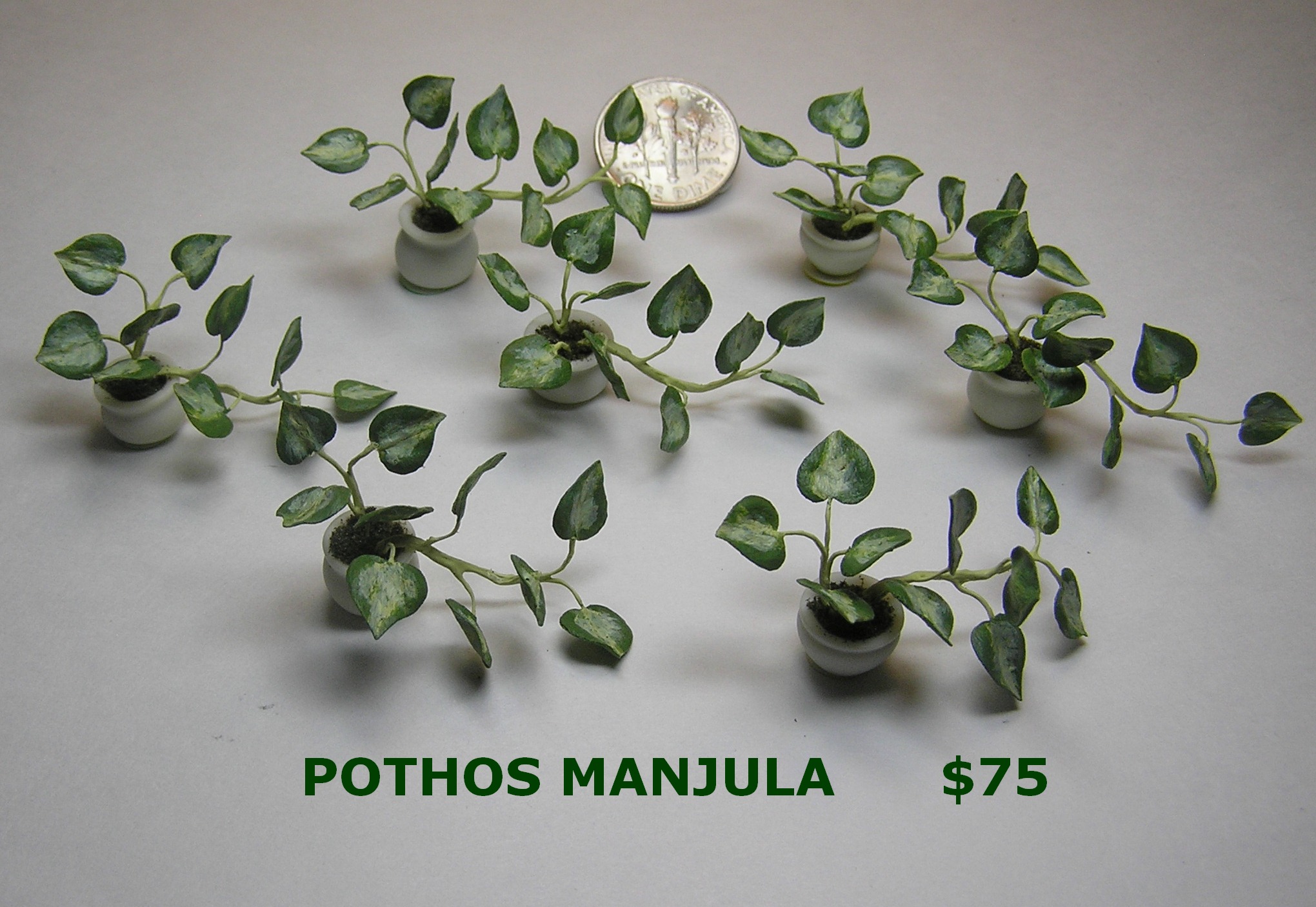 Pothos Manjula Cutting