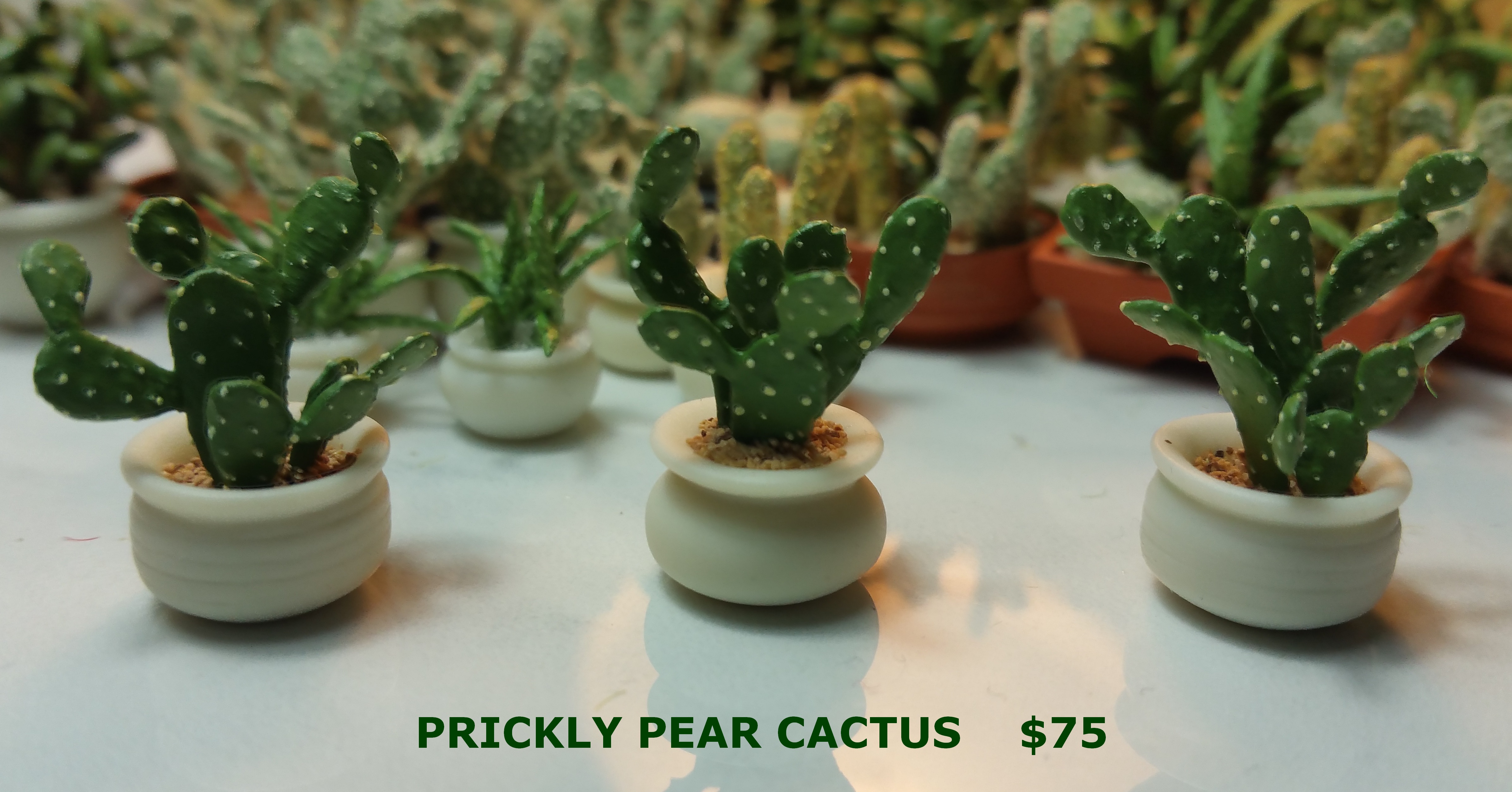 Prickly Pear Cactus