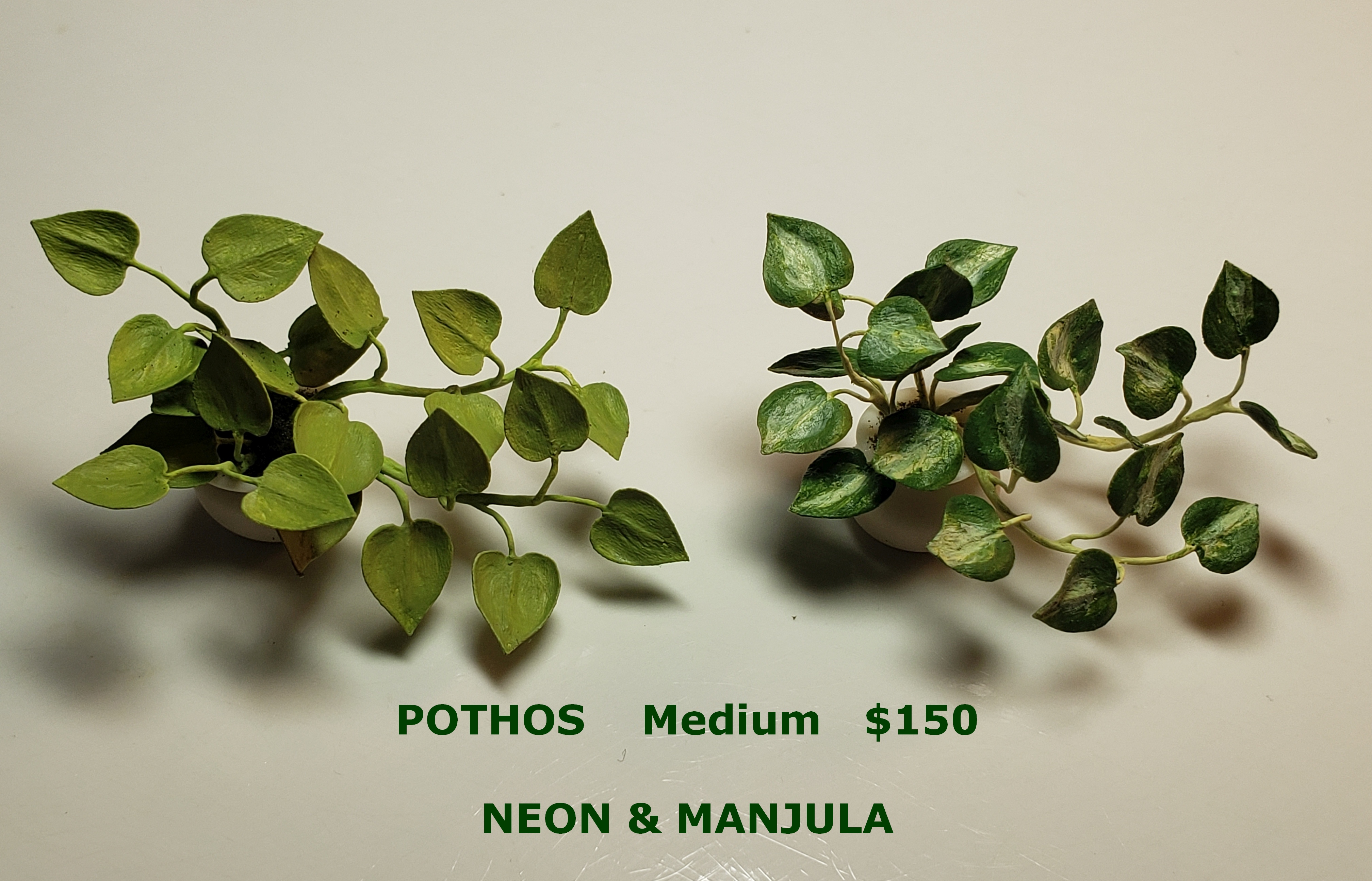 Pothos Medium Available