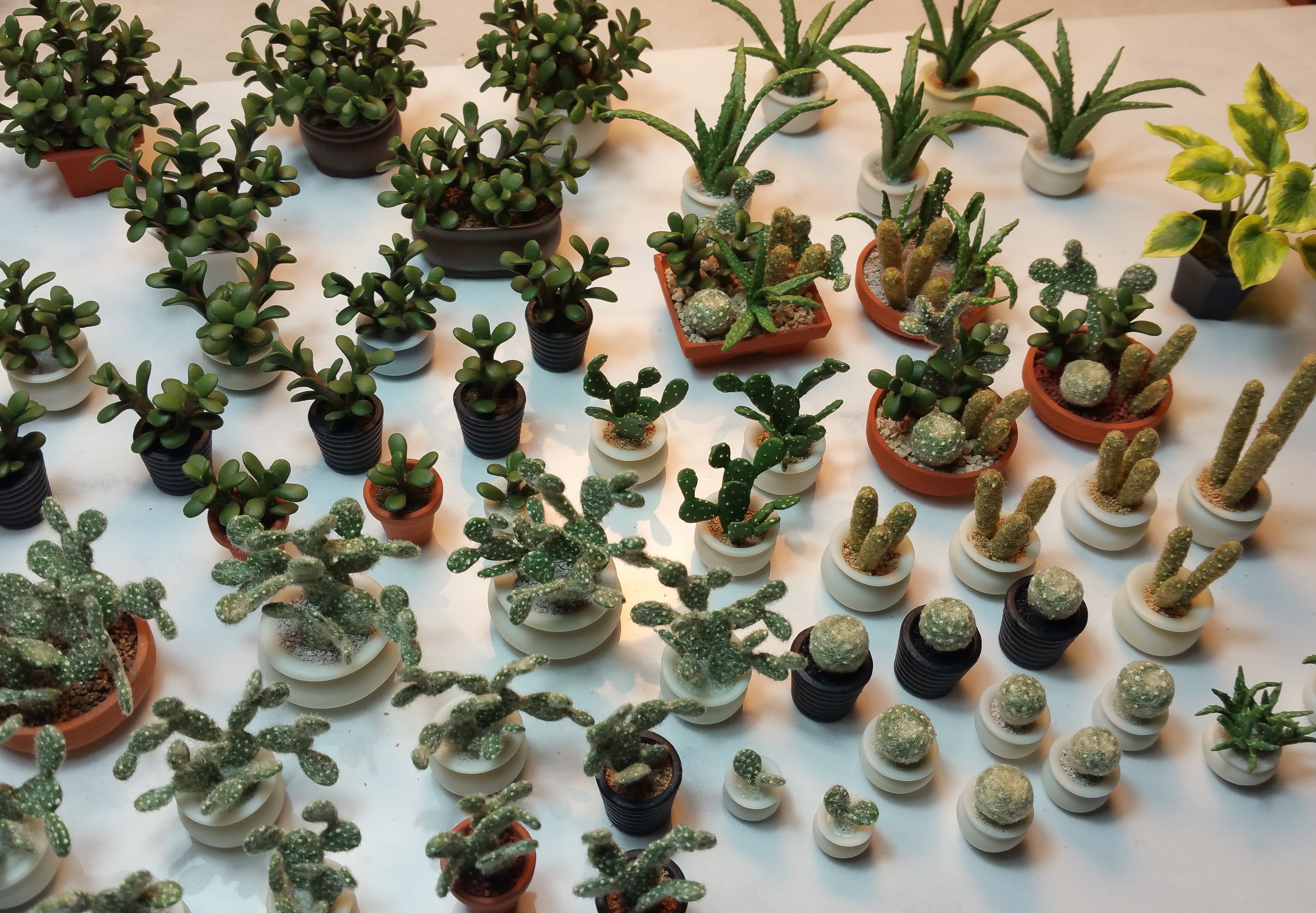 Sea of Succulents